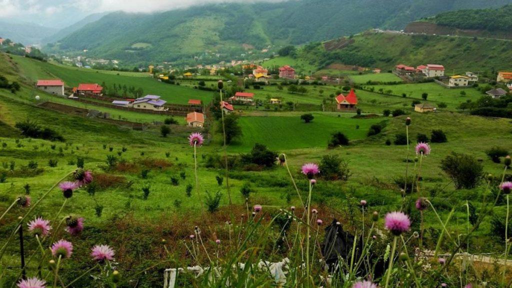 flower, grass, and house covered field during day